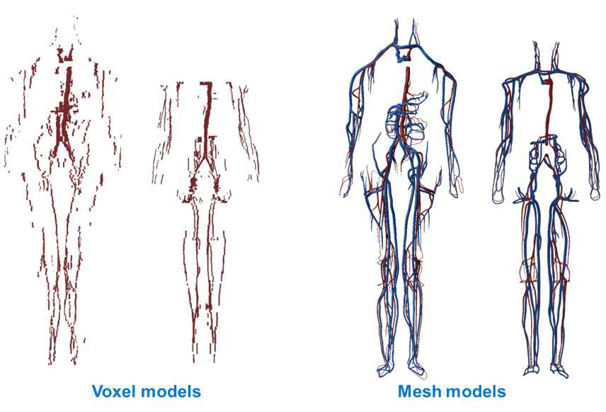 성인남녀의 큰 혈관 혈액에 대한 기존 복셀 모델(왼쪽) 및 개발된 폴리곤 메시 모델(오른쪽)