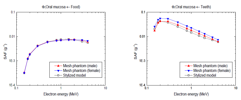 개선형 ICRP 성인남녀 표준팬텀 및 ICRP-100 보고서 기반 수학적 모델의 구강 전자 SAF 음식물 선원(좌), 치아 잔류 선원(우)