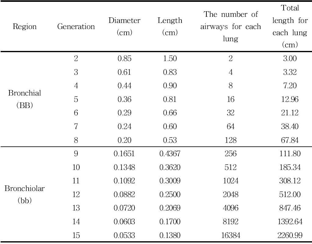 성인 남성 표준 호흡기 모델의 세대별 지름 및 길이