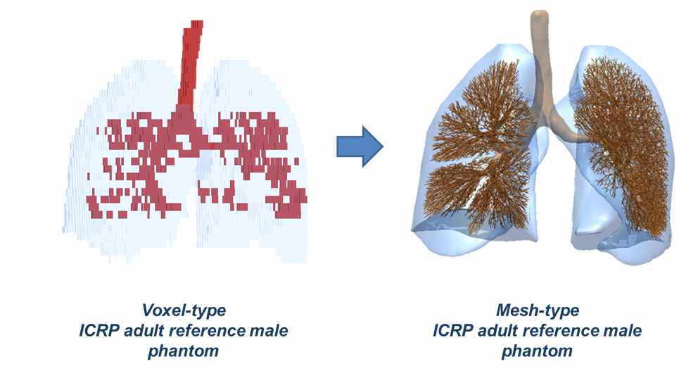 기존 표준팬텀의 기관지 모델과 본 연구에서 개발된 개선형 ICRP 표준팬텀의 기관지 모델 (남성팬텀)