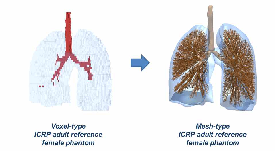 기존 표준팬텀의 기관지 모델과 본 연구에서 개발된 개선형 ICRP 표준팬텀의 기관지 모델 (여성팬텀)