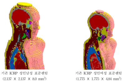 기존 ICRP 성인남녀 표준팬텀