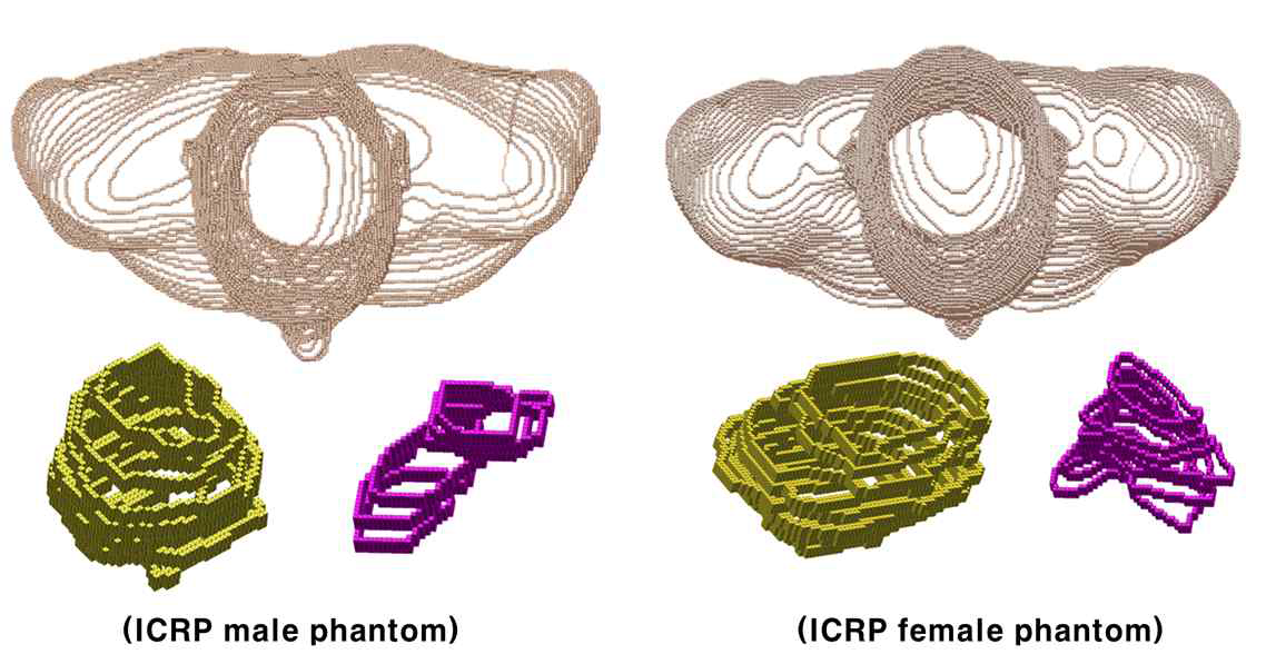 기존 ICRP 성인남녀 표준팬텀의 피부(살구색), 방광(노란색), 쓸개(보라색)