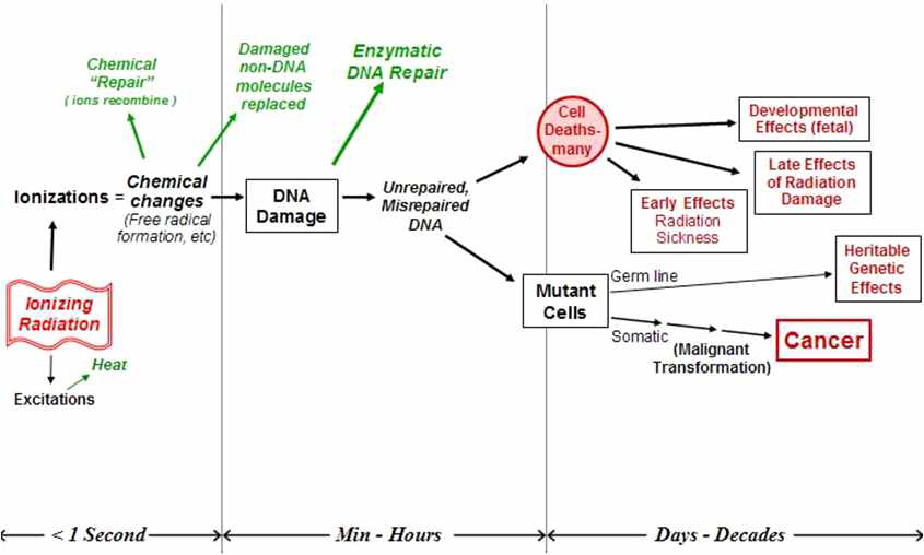 고선량 방사선 노출에 의한 생체 내 변화 및 영향