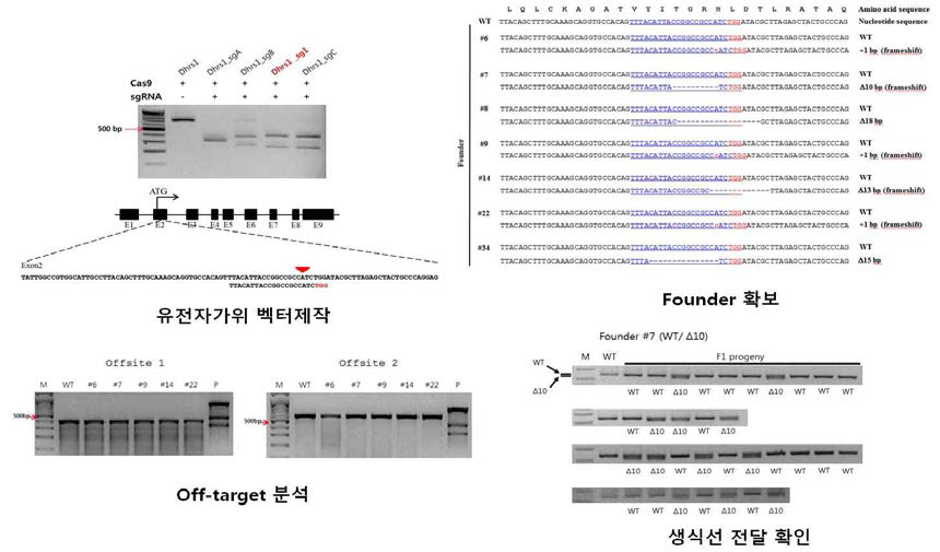 Dhrs1 KO 마우스 제작
