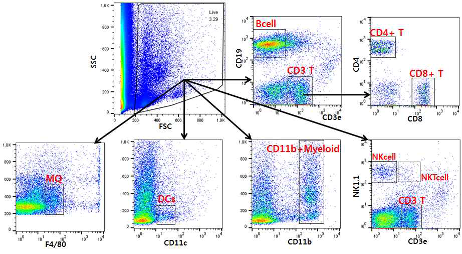 Peripheral blood 면역세포 분석 기법 확립