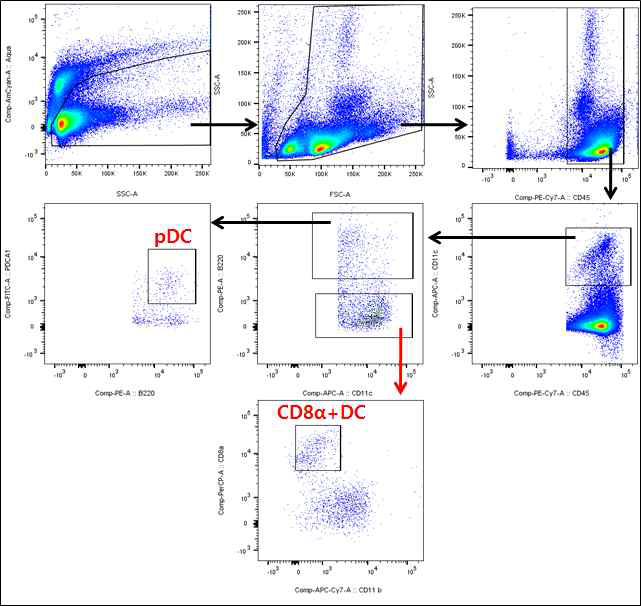 splenocyte 면역세포 분석 기법 확립