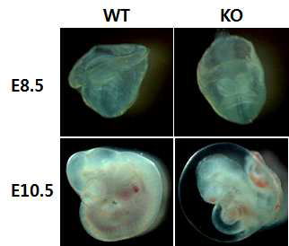 Malformation of Pibf1 deficiency embryo at embryonic day 10.5