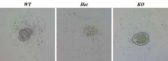 Outgrowth of Pibf1 KO embryos indicates the normal implantation and decidualization