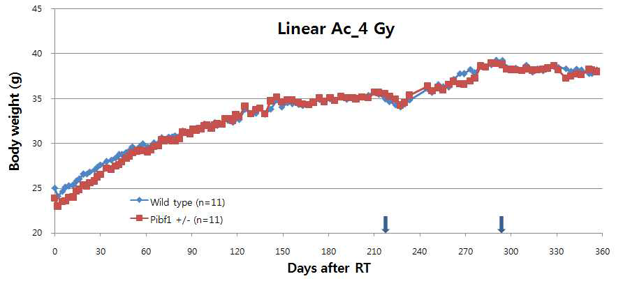 4 Gy 방사선 조사 후 마우스 체중 변화
