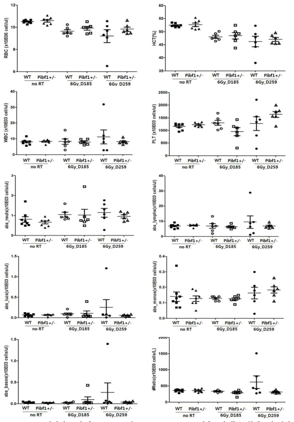 6 Gy 방사선 조사 후 wild type과 Pibf1 heterozyous 마우스의 주요 혈액조성 변화