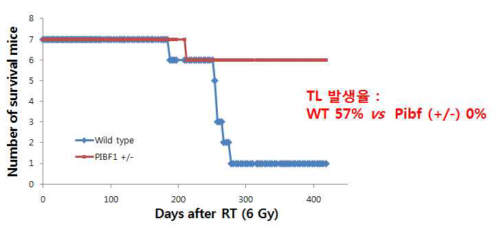 6 Gy 방사선 조사 후 wild type과 Pibf1 heterozyous 마우스 생존율