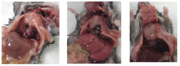 wild type 마우스에서 발생한 thymic lymphoma