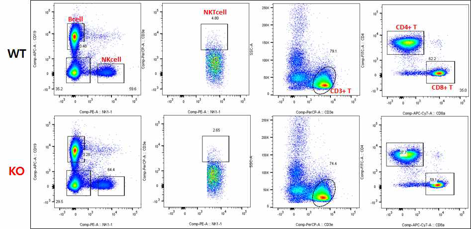 정상 상태의 WT과 Oasl1 KO mouse의 spleen에 존재하는 주요 림프구의 면역학적 분석 결과