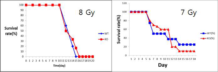 Whole body lethal irradiation 생존율 분석