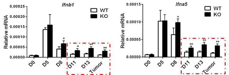 TC-1 이 이식된 마우스의 폐 및 암 조직에서의 일형 인터페론 mRNA 발현 분석 결과