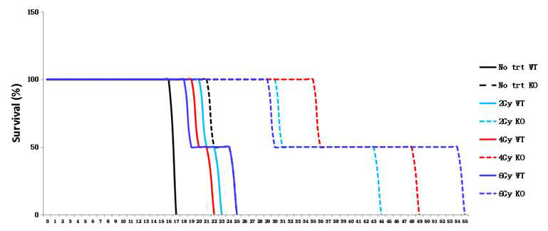 OASL1 KO 마우스의 방사선 치료에 따른 항암 능력 항진 결과