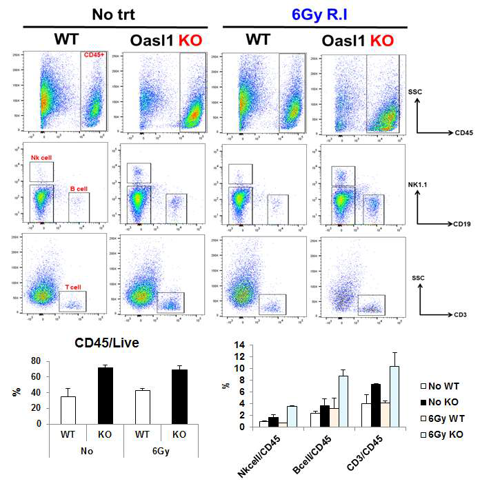 방사선 조사에 따른 Oasl1 결손 마우스 폐암에서의 면역세포 비율 증가