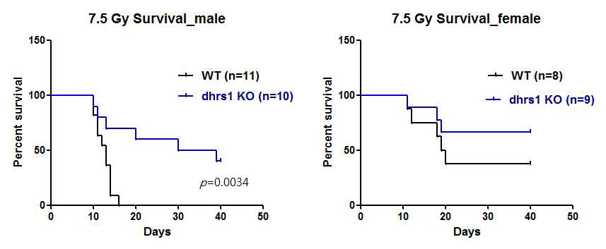 7.5 Gy 방사선 조사 후 wild type 및 Dhrs1 KO 마우스의 생존율 비교