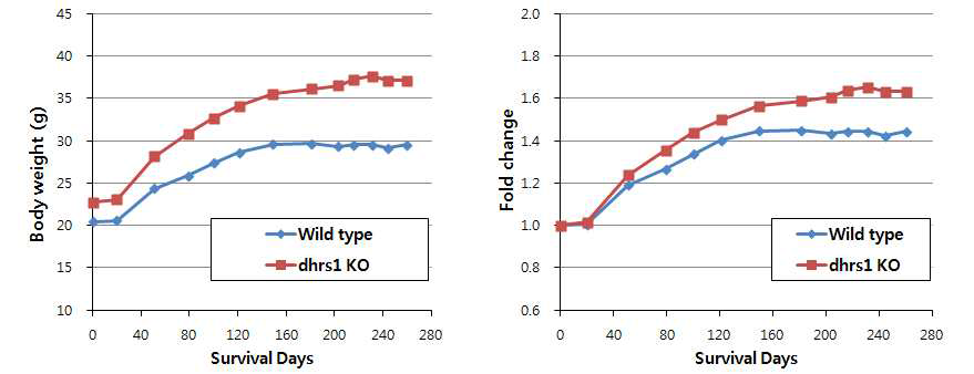 방사선 조사 후 Dhrs1 KO 및 wild type male 마우스의 체중 변화