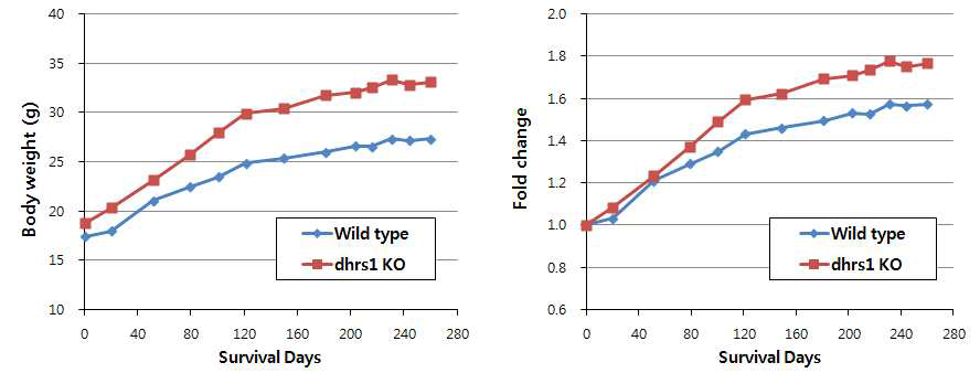 방사선 조사 후 Dhrs1 KO 및 wild type female 마우스의 체중 변화