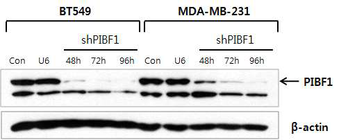 유방암 세포주에서 shPibf1에 의한 Pibf1 단백질 발현의 억제