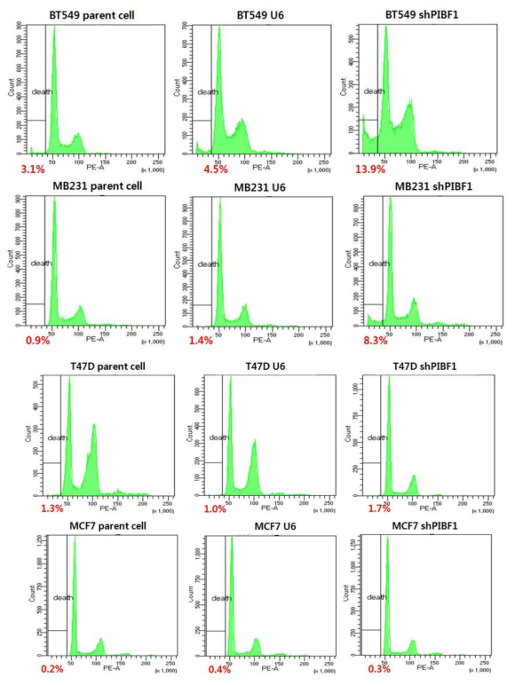 유방암 세포주에서 Pibf1 조절에 의한 cell cycle 분석 결과