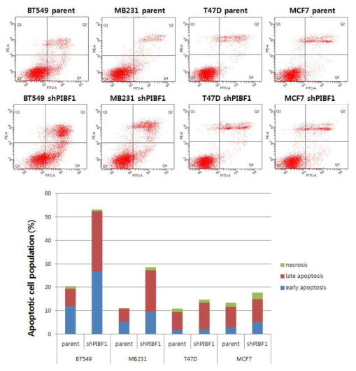 유방암 세포주에서 Pibf1 조절에 의한 cell apoptosis 분석