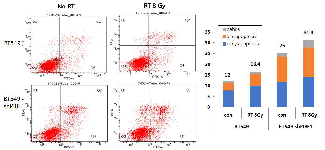 유방암 세포주에서 Pibf1 결손시 방사선 치료 상승효과