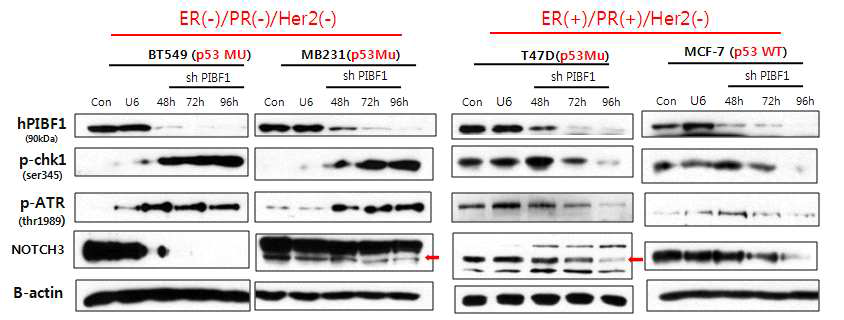 유방암 세포주에서 Pifb1 억제 시 나타나는 신호전달 경로 비교