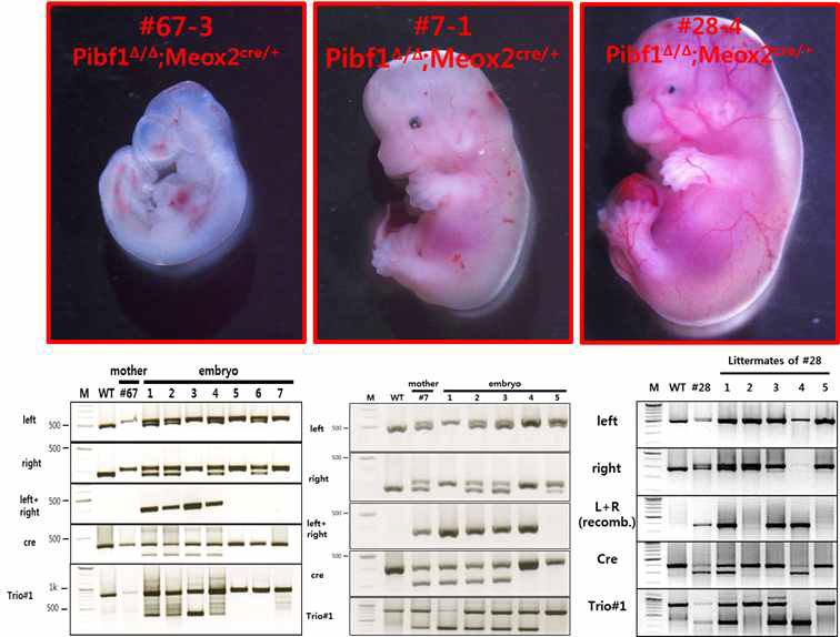 초기 배아 특이적 Pibf1 결손 태아의 배아기형 확인