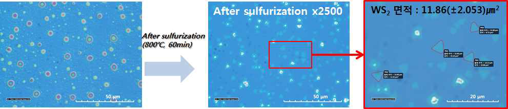 Surfurization 이후 형성된 ca. 11.86 um2 면적의 WS2 의 광학현미경 이미지
