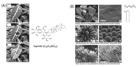 (A) Saponin이 코팅되어 친수 특성을 발현하여 물을 흡수하는 Ruellia devosiana (Ancanthaceae)와 (B) 소수 특성을 나타내는 여러 식물 표면들