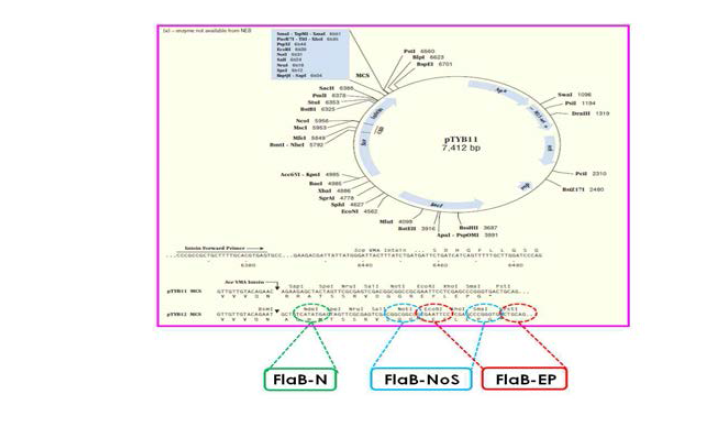 클로닝 사이트가 다른 다양한 플라젤린 발현을 위한 pTYB12 벡터의 flaB 유전자 클로닝 위치