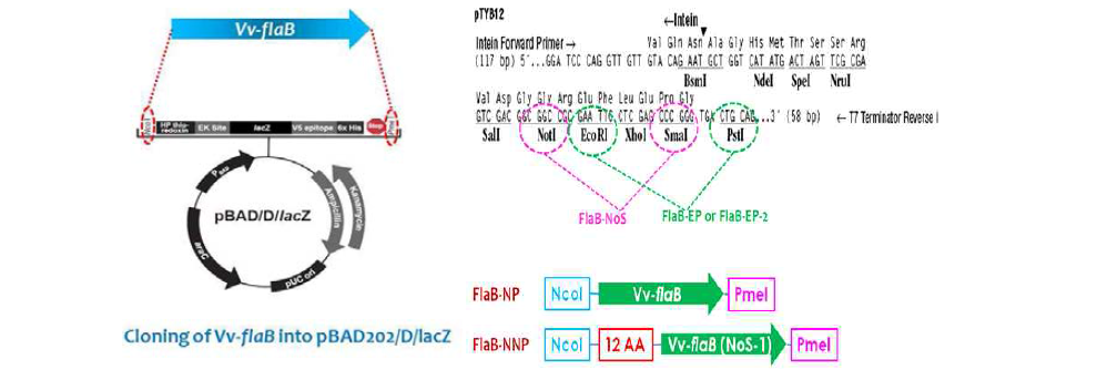 pBAD202/D/lacZ 벡터를 이용한 플라젤린의 cloning 및 발현 확인