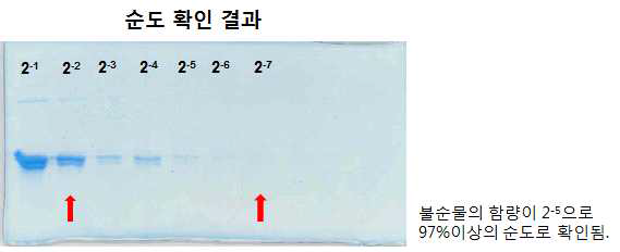 Gradient ion exchange chromatography를 통한 플라젤린 정제 및 확인