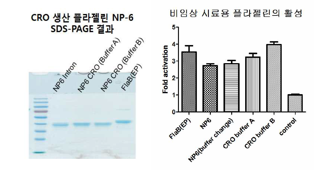 CRO 생산 비임상 시료용 플라젤린 백신보조제 샘플의 생화학적 성상 및 활성