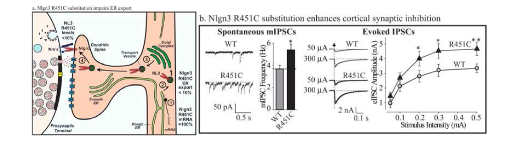 neuroligin 3 mutation을 가지고 있는 생쥐의 cortex에서 억제성 신경전달이 비정상적으로 증가되어 있고 이것이 자폐를 유발하는 것으로 사료됨.