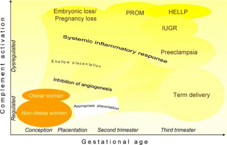 (좌). Girardi 박사 그룹이 제시한 보체활성화에 의한 유산 및 전자간증의 발병 모델로 대부분의 임신 합병증을 비정상적인 보체계의 활성화에 의한 것으로 이해한다. PROM(premature rupture of membranes: 조기양막파수, HELLP (Hemolysis, Elevated Liver enzymes, Low Platelet count), IUGR(intrauterine growth restriction): 태아발육부전