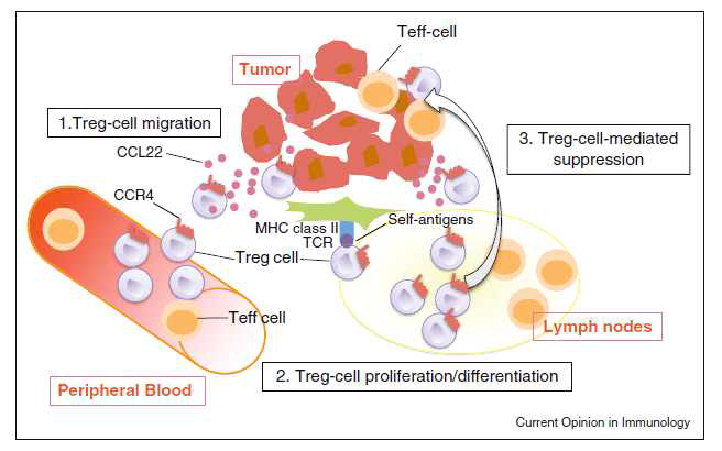 종양 침윤을 유도하는 종양내 대식세포와 Treg 사이의 상호작용