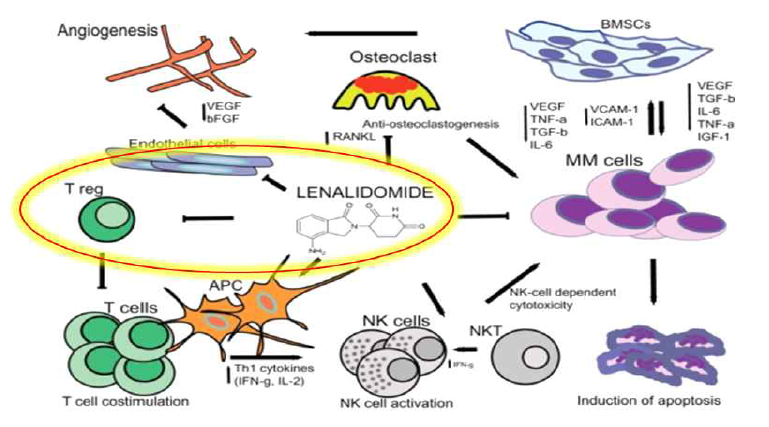 Lenalidomide의 항암 기전