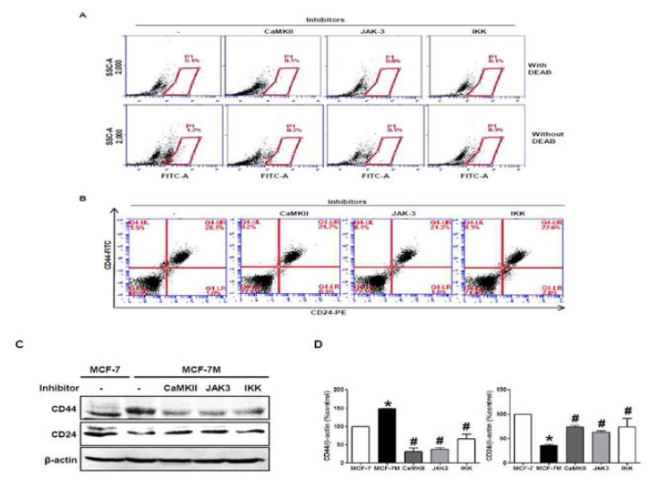 후보 물질 CaMKII, JAK-3, IKK 저해제를 사용하여 MCF-7 유방암 세포의 암줄기특성 억제 분석
