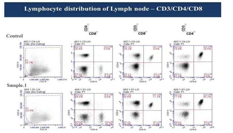 림프절에서 CD4+, CD8+ T cell의 빈도가 증가함