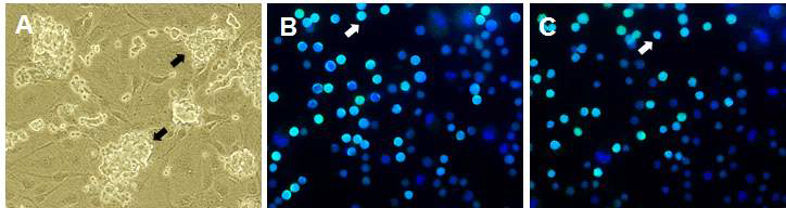 체외배양을 통해 회수된 세포에서 정원줄기세포 특이 마커의 발현 양상