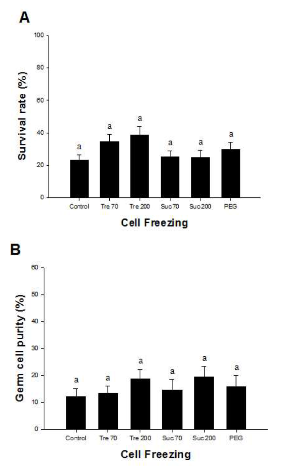 소 정원줄기세포의 동결-해동 후 정소 세포의 생존율 (A)과 생식 세포의 순수도 (B) 검증