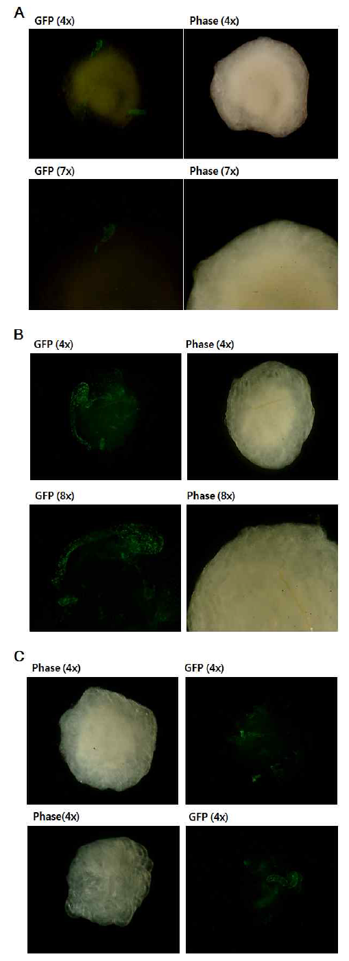 eGFP가 형질도입된 정원줄기세포가 이식된 recipient 정소조직의 체외배양 양상