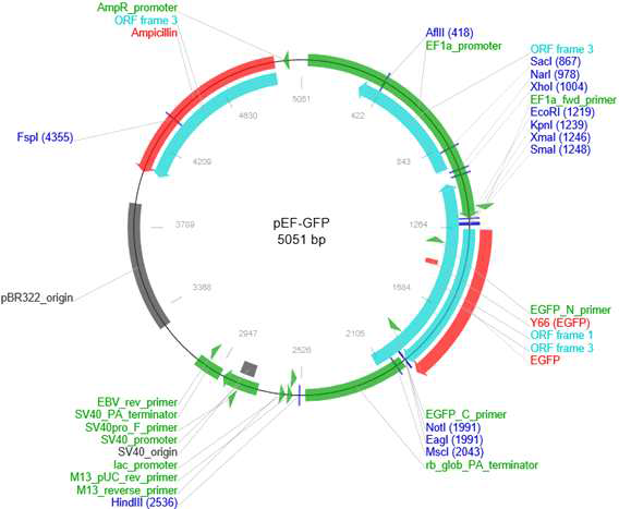 Elongation factor-1α (EF1α)-enhanced green fluorescent protein (EGFP) plasmid vector construction