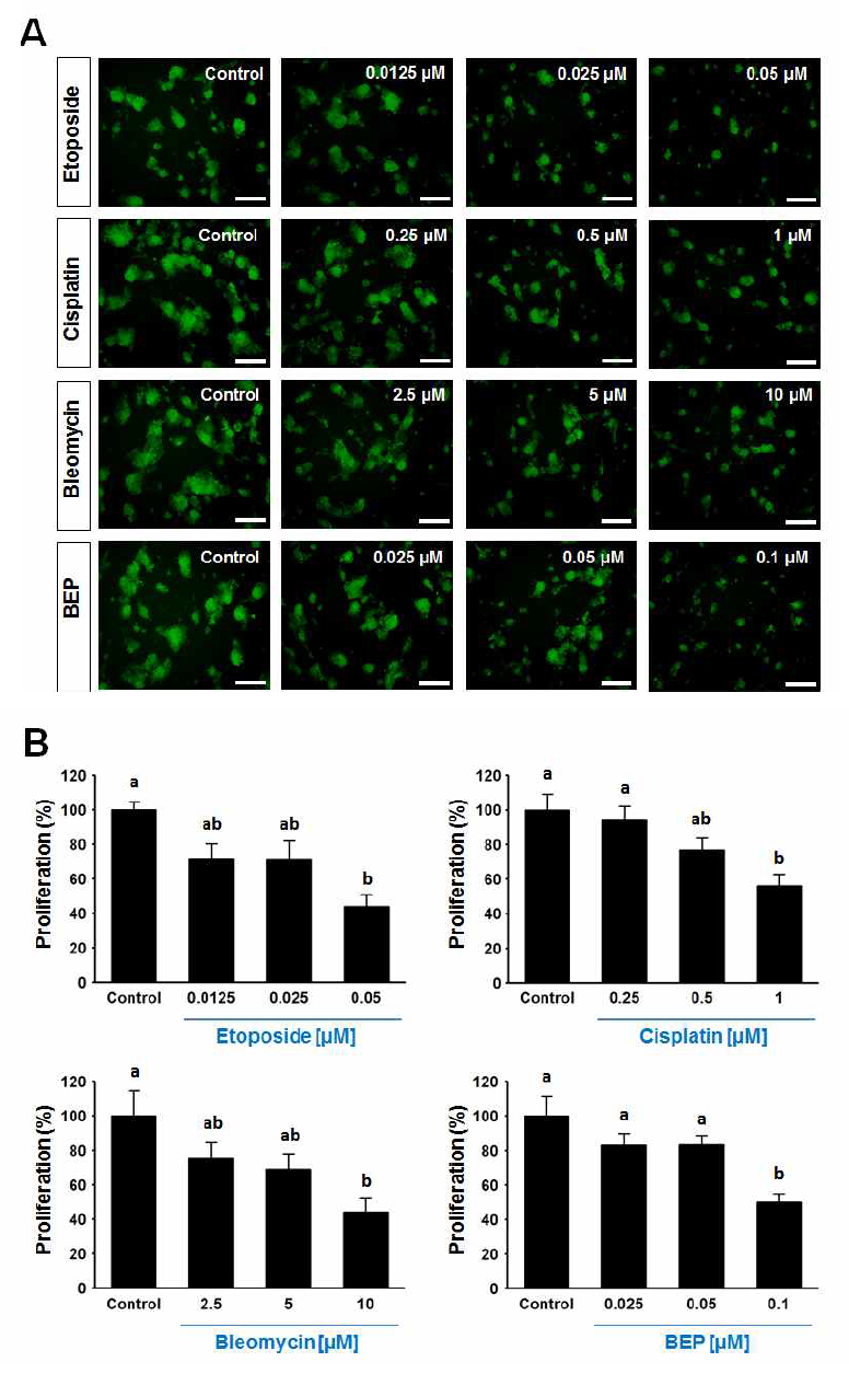 Etoposide, cisplatin, bleomycin, BEP의 처리농도에 따라 C57 GFP 마우스 정원줄기세포의 체외증식에 미치는 영향 분석