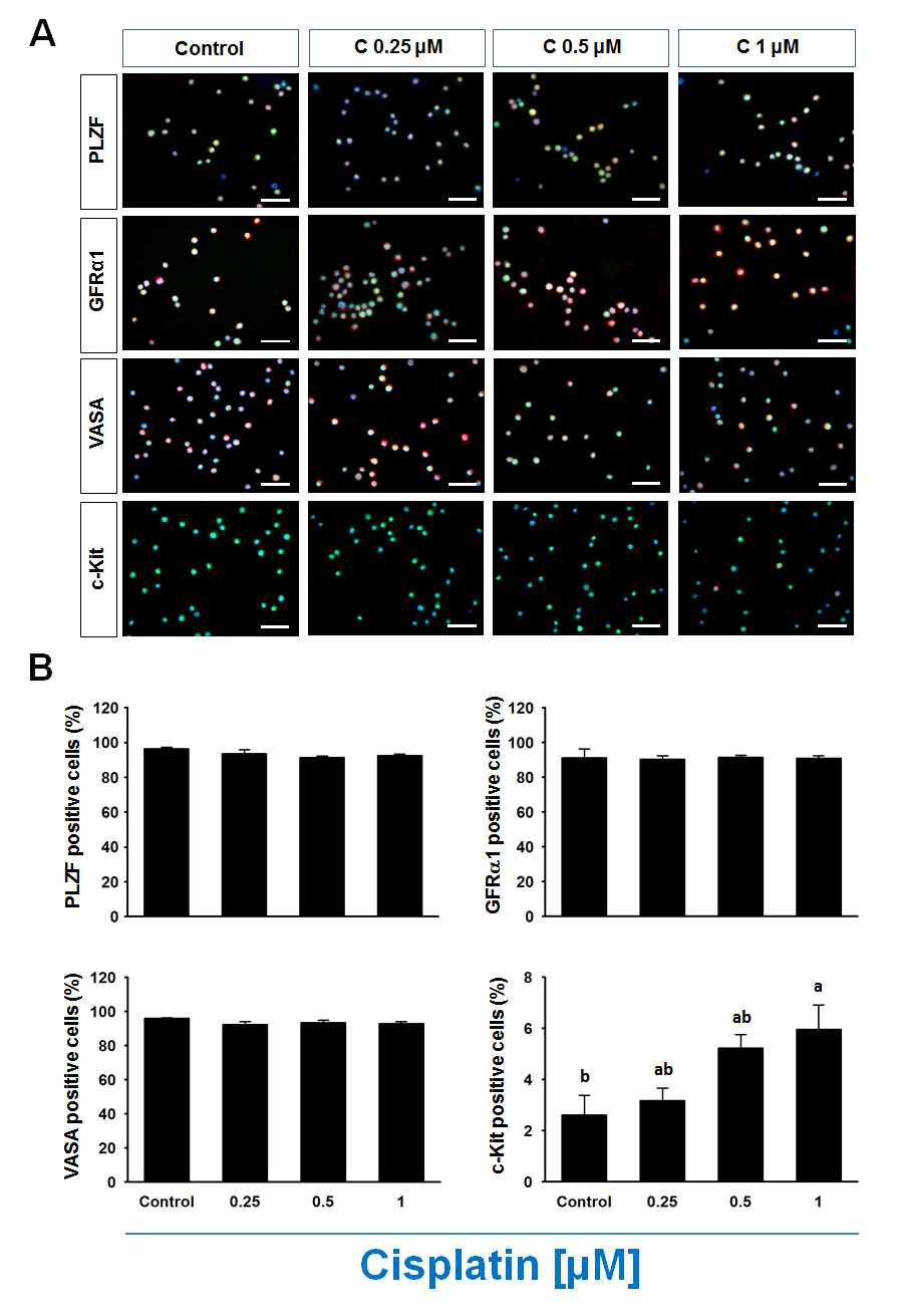 Cisplatin이 농도별 처리 후 생존된 정원줄기세포에서 면역세포화학법을 이용한 미분화 정원줄기세포 특이마커(PLZF, GFRα1), 생식세포 마커(VASA)와 분화된 생식세포 특이마커 (C-kit)의 발현양상