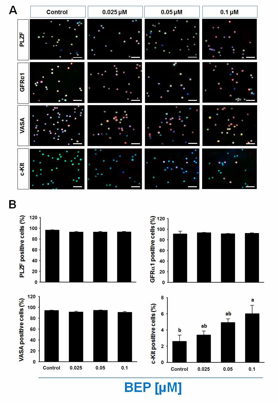 BEP가 농도별 처리 후 생존된 정원줄기세포에서 면역세포화학법을 이용한 그림 3-3-86. BEP가 농도별 처리 후 생존된 정원줄기세포에서 면역세포화학법을 이용한 미분화 정원줄기세포 특이마커(PLZF, GFRα1), 생식세포 마커(VASA)와 분화된 생식세포 특이마커 (C-kit)의 발현양상